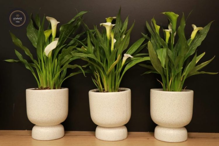 מארזי-אגרטלים